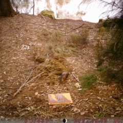 Hydromys chrysogaster (Rakali or Water Rat) at Sullivans Creek, Acton - 9 Aug 2022 by mareli