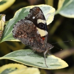 Vanessa itea at Evatt, ACT - 17 Aug 2022