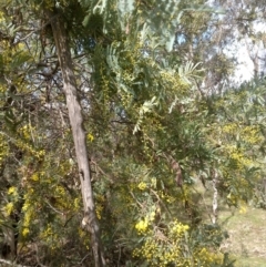 Acacia baileyana x Acacia dealbata (Cootamundra Wattle x Silver Wattle (Hybrid)) at Mount Majura - 15 Aug 2022 by abread111
