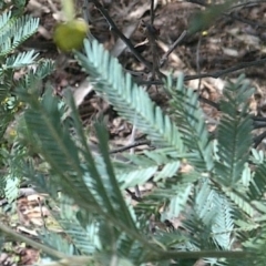 Acacia baileyana x Acacia dealbata at Watson, ACT - 15 Aug 2022 11:33 AM