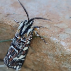 Apina callisto (Pasture Day Moth) at Gundaroo, NSW - 5 Apr 2021 by Gunyijan