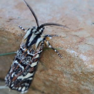 Apina callisto at Gundaroo, NSW - 5 Apr 2021