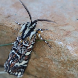 Apina callisto (Pasture Day Moth) at Gundaroo, NSW by Gunyijan
