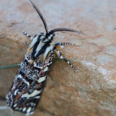 Apina callisto (Pasture Day Moth) at Gundaroo, NSW - 4 Apr 2021 by Gunyijan