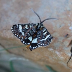 Apina callisto at Gundaroo, NSW - 5 Apr 2021 07:56 AM