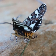 Apina callisto at Gundaroo, NSW - 5 Apr 2021 07:56 AM