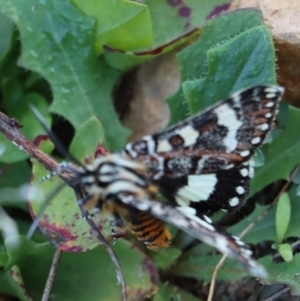 Apina callisto at Gundaroo, NSW - 5 Apr 2021 07:56 AM