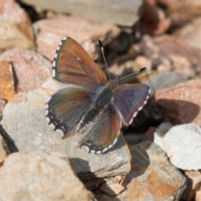 Paralucia spinifera (Bathurst or Purple Copper Butterfly) at Booth, ACT - 17 Aug 2022 by RAllen
