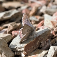 Paralucia crosbyi (Violet Copper Butterfly) at Booth, ACT - 17 Aug 2022 by RAllen