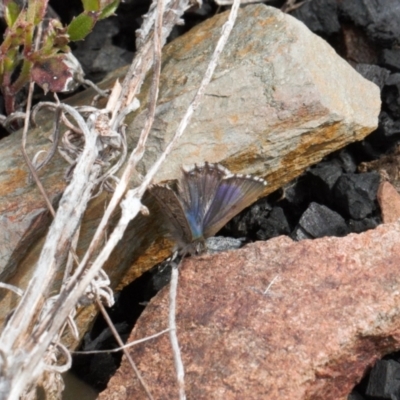 Paralucia spinifera (Bathurst or Purple Copper Butterfly) at Booth, ACT - 17 Aug 2022 by RAllen