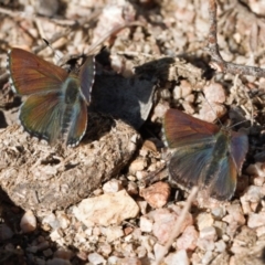 Paralucia spinifera (Bathurst or Purple Copper Butterfly) at Booth, ACT - 17 Aug 2022 by RAllen