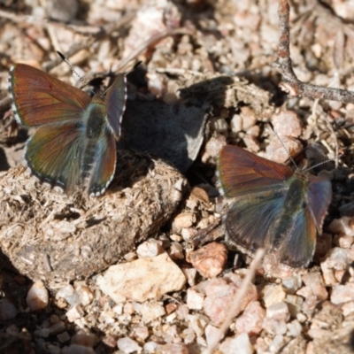 Paralucia crosbyi (Violet Copper Butterfly) at Booth, ACT - 17 Aug 2022 by RAllen
