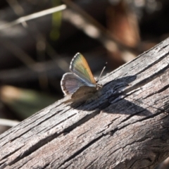 Paralucia spinifera (Bathurst or Purple Copper Butterfly) at Namadgi National Park - 17 Aug 2022 by RAllen