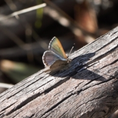 Paralucia spinifera (Bathurst or Purple Copper Butterfly) at suppressed - 17 Aug 2022 by RAllen