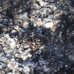 Mutillidae (family) (Unidentified 'velvet ant') at Rendezvous Creek, ACT - 17 Aug 2022 by RAllen
