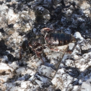 Mutillidae (family) at Namadgi National Park - 17 Aug 2022