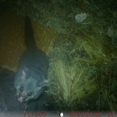 Trichosurus vulpecula (Common Brushtail Possum) at Canberra, ACT - 7 Aug 2022 by Jackriddell
