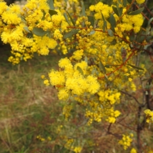 Acacia buxifolia subsp. buxifolia (Box-leaf Wattle) at Stromlo, ACT by HelenCross