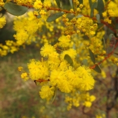 Acacia buxifolia subsp. buxifolia at Stromlo, ACT - 12 Aug 2022 12:21 PM