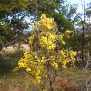 Acacia buxifolia subsp. buxifolia at Stromlo, ACT - 12 Aug 2022