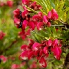 Grevillea baueri x rosmarinifolia (Hybrid) at Berrima, NSW - 9 Aug 2022 by Bluesky