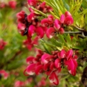 Grevillea sp. (TBC) at suppressed by Bluesky