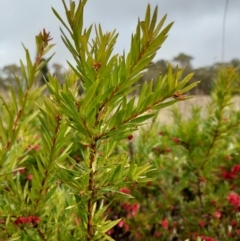 Grevillea baueri x rosmarinifolia (Hybrid) at Berrima, NSW - 9 Aug 2022 01:20 PM