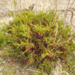 Grevillea baueri x rosmarinifolia (Hybrid) at Berrima, NSW - 9 Aug 2022