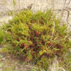 Grevillea baueri x rosmarinifolia (Hybrid) at Berrima, NSW - 9 Aug 2022 01:20 PM