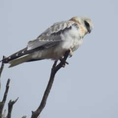 Elanus axillaris (Black-shouldered Kite) at Lions Youth Haven - Westwood Farm A.C.T. - 14 Aug 2022 by HelenCross