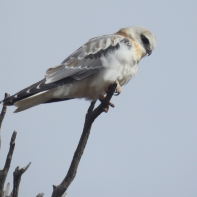 Elanus axillaris (Black-shouldered Kite) at Lions Youth Haven - Westwood Farm A.C.T. - 14 Aug 2022 by HelenCross