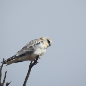 Elanus axillaris at Stromlo, ACT - 15 Aug 2022 08:07 AM