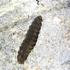 Lepidoptera unclassified IMMATURE (caterpillar or pupa or cocoon) at Stromlo, ACT - 13 Aug 2022 by HelenCross