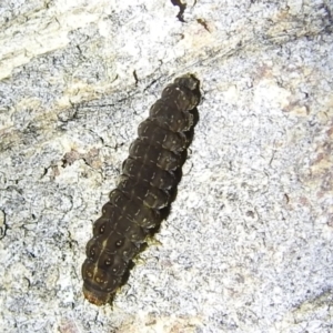 Lepidoptera unclassified IMMATURE at Stromlo, ACT - 13 Aug 2022