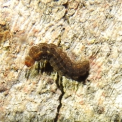 Lepidoptera unclassified IMMATURE at Stromlo, ACT - 13 Aug 2022