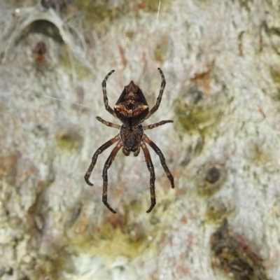 Socca pustulosa (Knobbled Orbweaver) at Lions Youth Haven - Westwood Farm A.C.T. - 13 Aug 2022 by HelenCross
