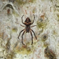 Socca pustulosa (Knobbled Orbweaver) at Lions Youth Haven - Westwood Farm - 13 Aug 2022 by HelenCross
