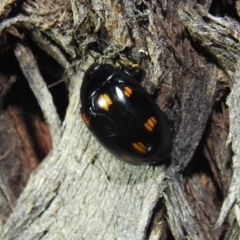 Paropsisterna octosignata (Eucalyptus leaf beetle) at Lions Youth Haven - Westwood Farm A.C.T. - 13 Aug 2022 by HelenCross