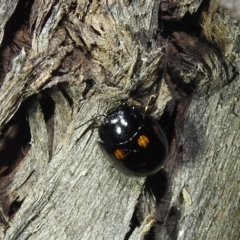 Paropsisterna octosignata at Kambah, ACT - 13 Aug 2022 07:57 PM