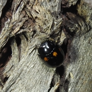 Paropsisterna octosignata at Kambah, ACT - 13 Aug 2022 07:57 PM