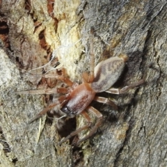 Clubiona sp. (genus) (Unidentified Stout Sac Spider) at Lions Youth Haven - Westwood Farm A.C.T. - 13 Aug 2022 by HelenCross