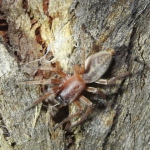 Clubiona sp. (genus) at Kambah, ACT - 13 Aug 2022