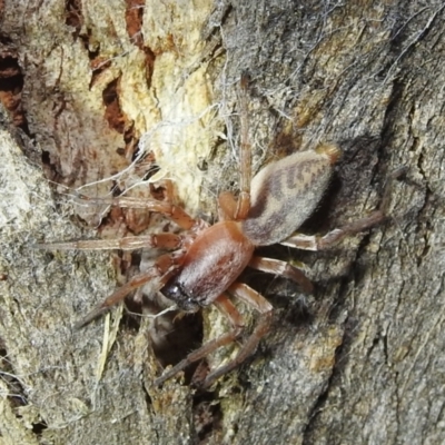 Clubiona sp. (genus) (Unidentified Stout Sac Spider) at Lions Youth Haven - Westwood Farm A.C.T. - 13 Aug 2022 by HelenCross