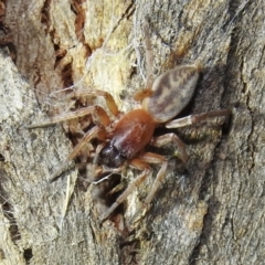 Clubiona sp. (genus) at Kambah, ACT - 13 Aug 2022