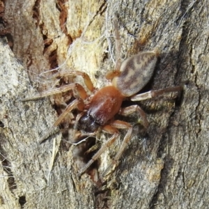 Clubiona sp. (genus) at Kambah, ACT - 13 Aug 2022