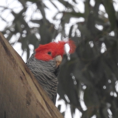 Callocephalon fimbriatum (Gang-gang Cockatoo) at ANBG - 16 Aug 2022 by HelenCross