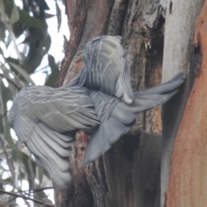 Callocephalon fimbriatum at Acton, ACT - suppressed