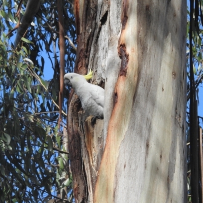 Cacatua galerita (Sulphur-crested Cockatoo) at Acton, ACT - 17 Aug 2022 by HelenCross