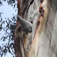 Cacatua galerita at Acton, ACT - 17 Aug 2022 10:29 AM