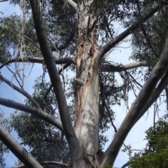 Cacatua galerita at Acton, ACT - 17 Aug 2022 10:29 AM